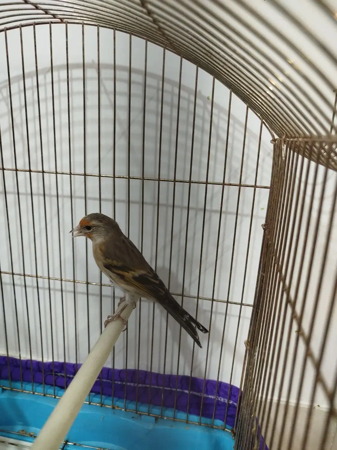 سهره قناری نر|پرنده|چهاردانگه (تهران), |دیوار