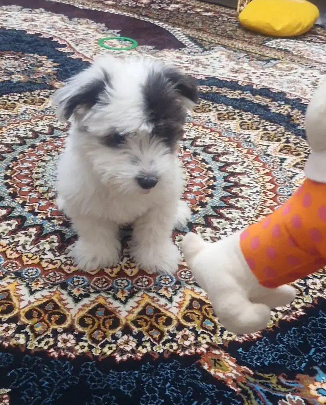 سگ شیتزو سه ماهه|سگ|سهند, |دیوار