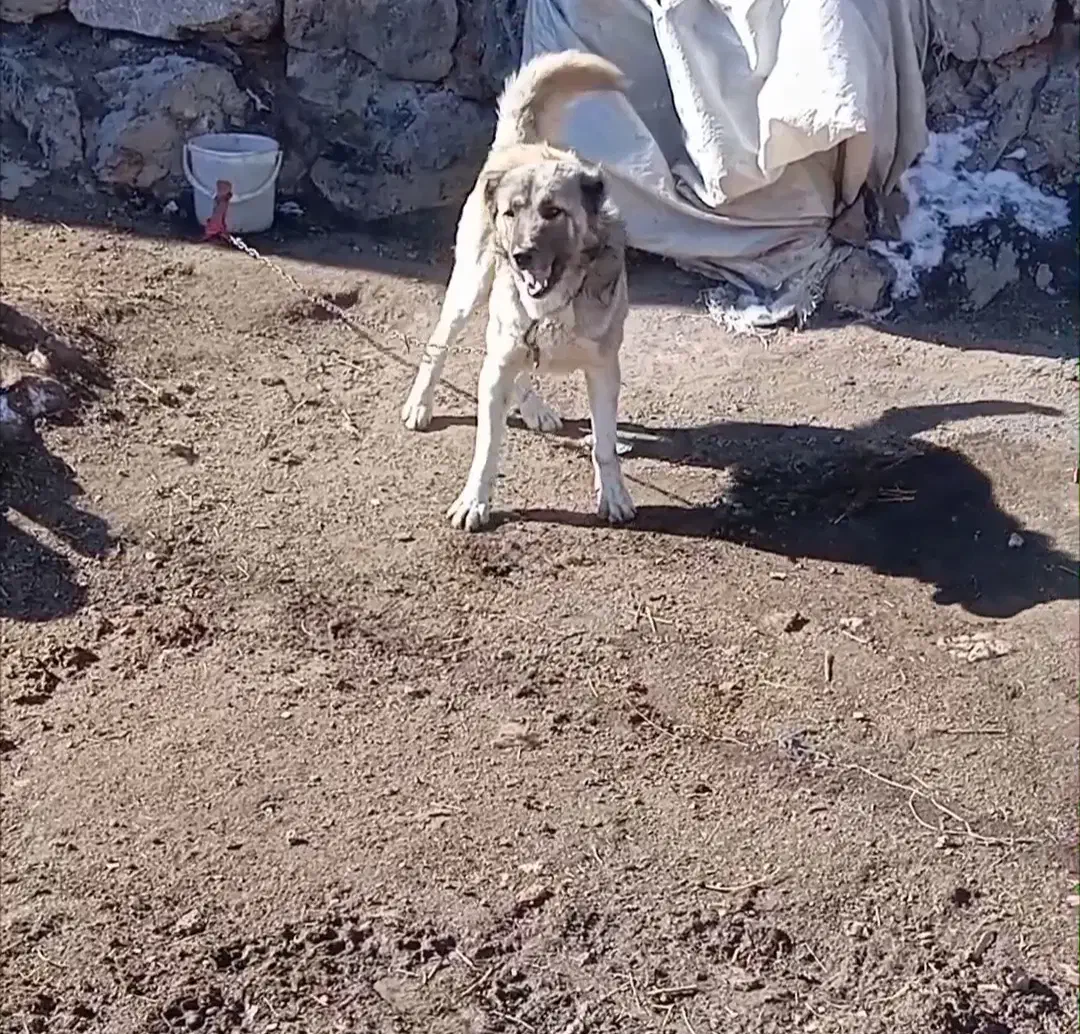 سگ سرابی نرنگهبانی ۳ساله|سگ|هیر, |دیوار