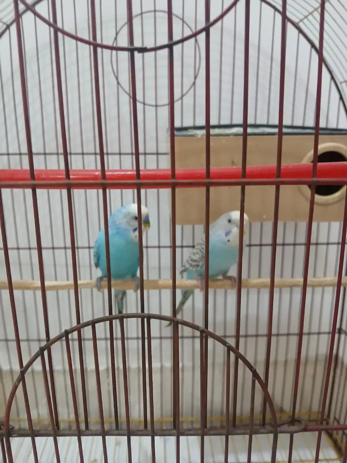 دوعدد مرغ عشق نروماده بفروش میرسد|پرنده|ارومیه, |دیوار