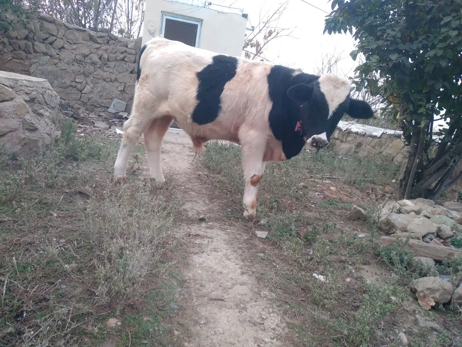 گاو گوساله نر|حیوانات مزرعه|آبش احمد, |دیوار