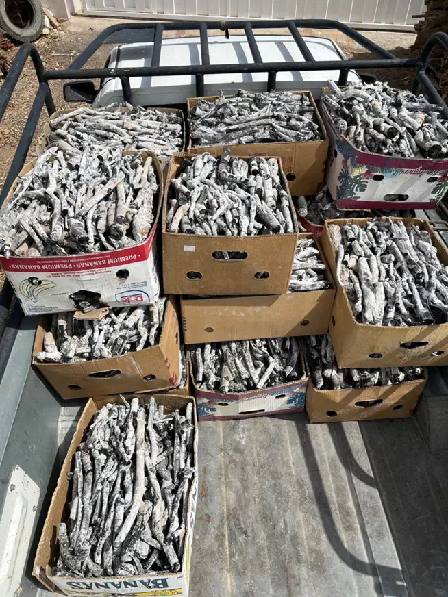 زغال پسته قلم سفید|عمدهفروشی|اردکان, |دیوار