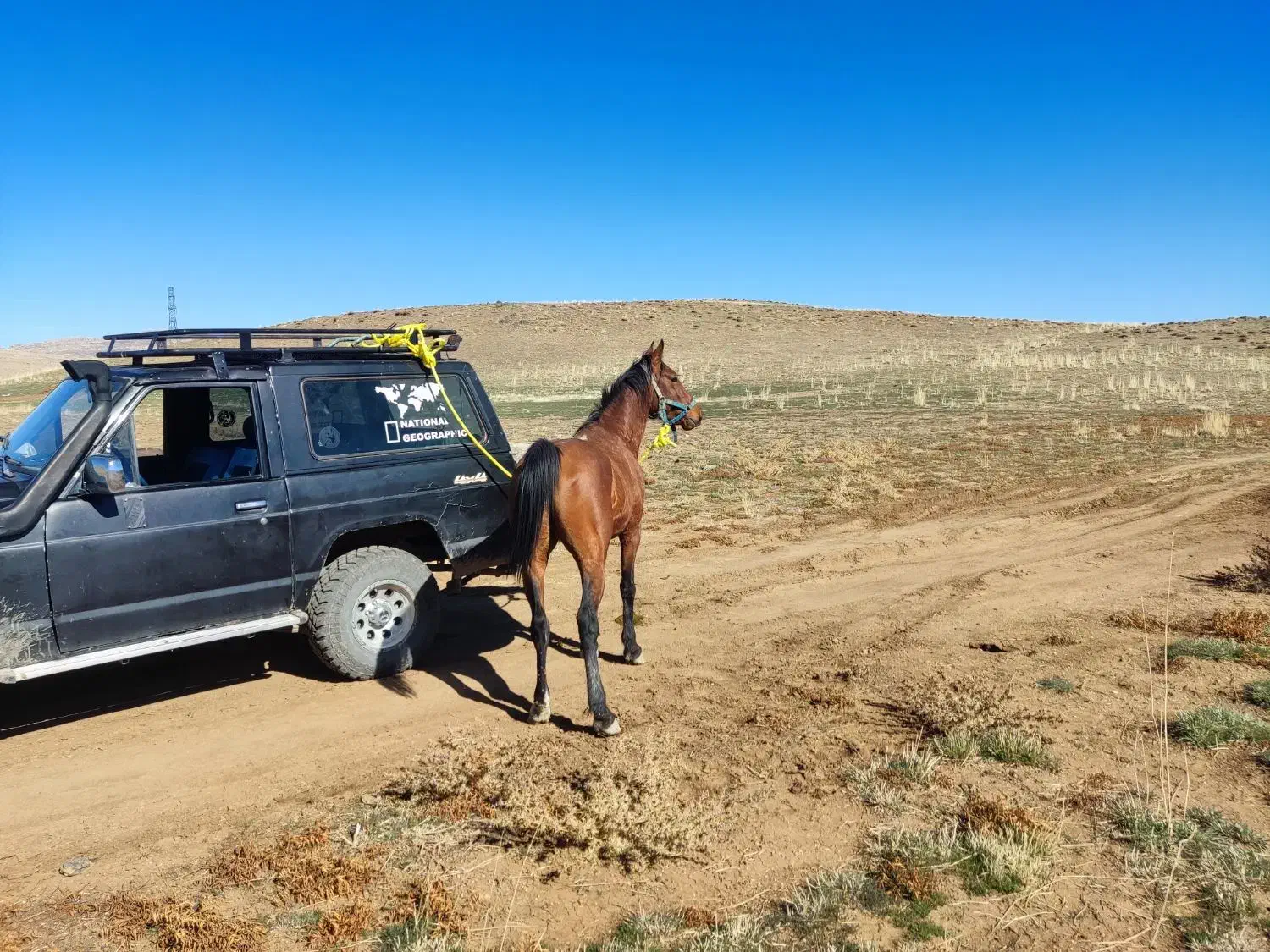 فروش اسب نریان رنگ کهر زانو سیاه درشور|اسب و تجهیزات اسبسواری|شیراز, قلات|دیوار