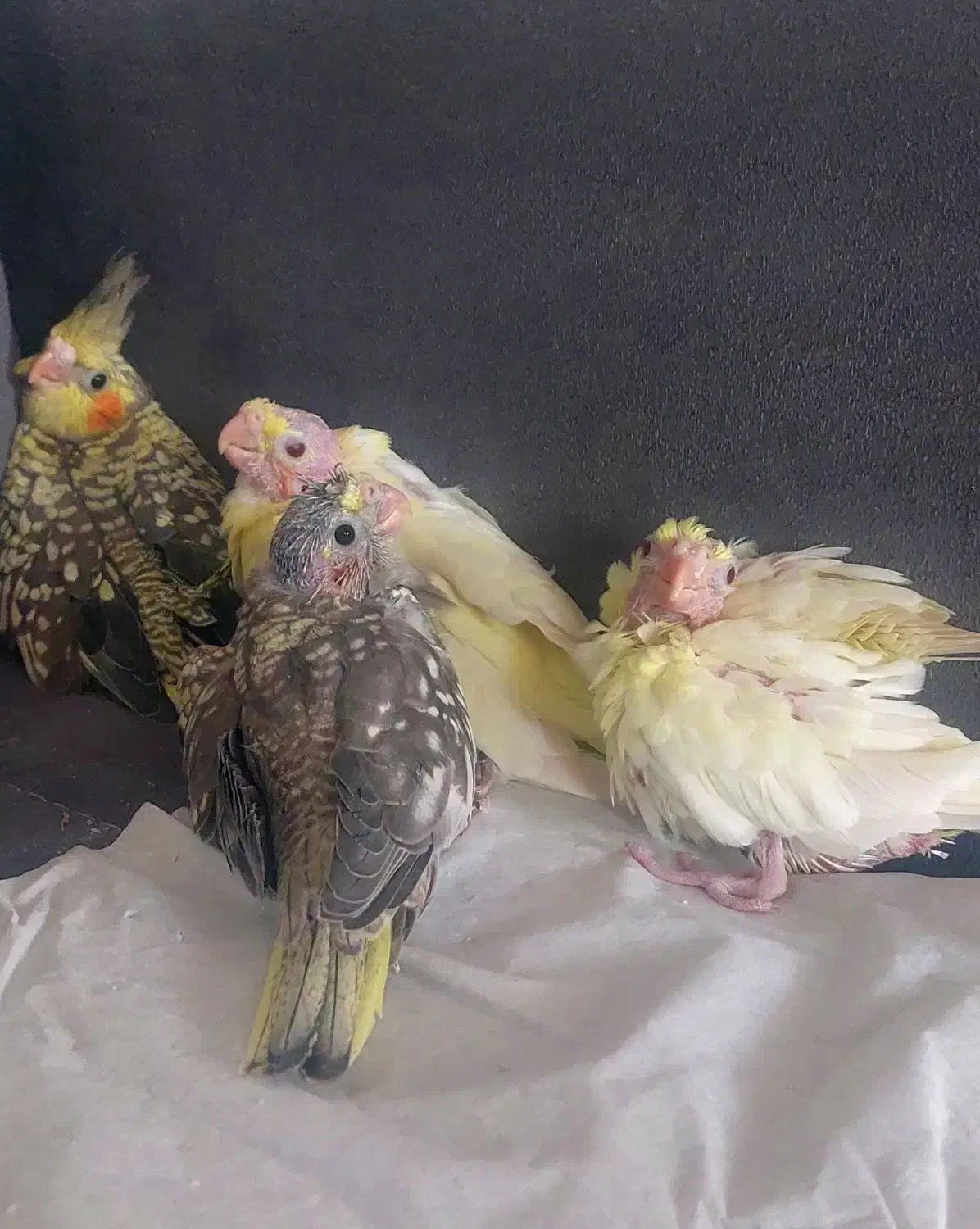 عروس سرلاکی گرینچیک کبوتر|پرنده|آباده, |دیوار