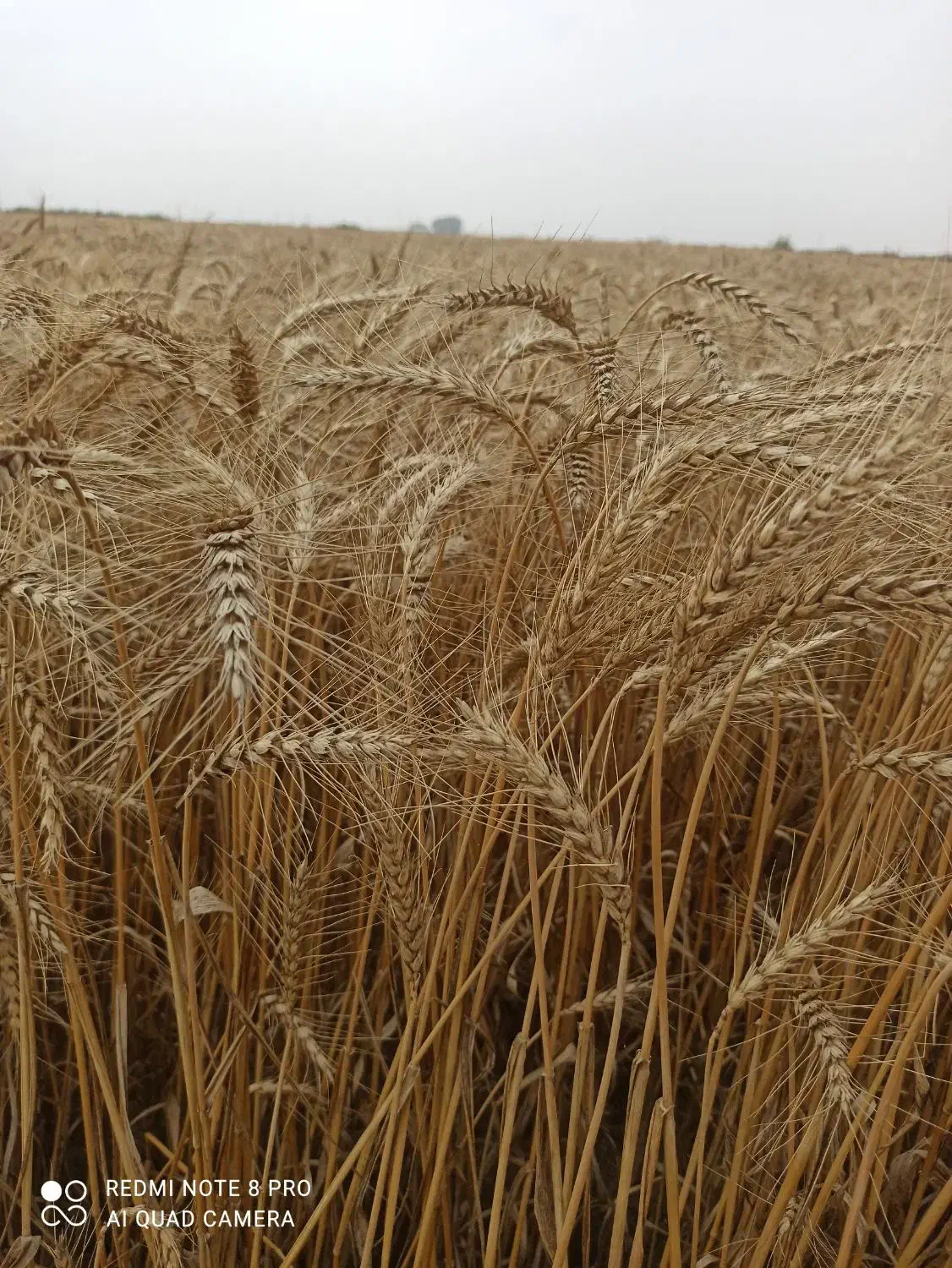 زمین کشاورزی با سند ششدانگ|فروش دفتر صنعتی، کشاورزی، تجاری|آق قلا, |دیوار