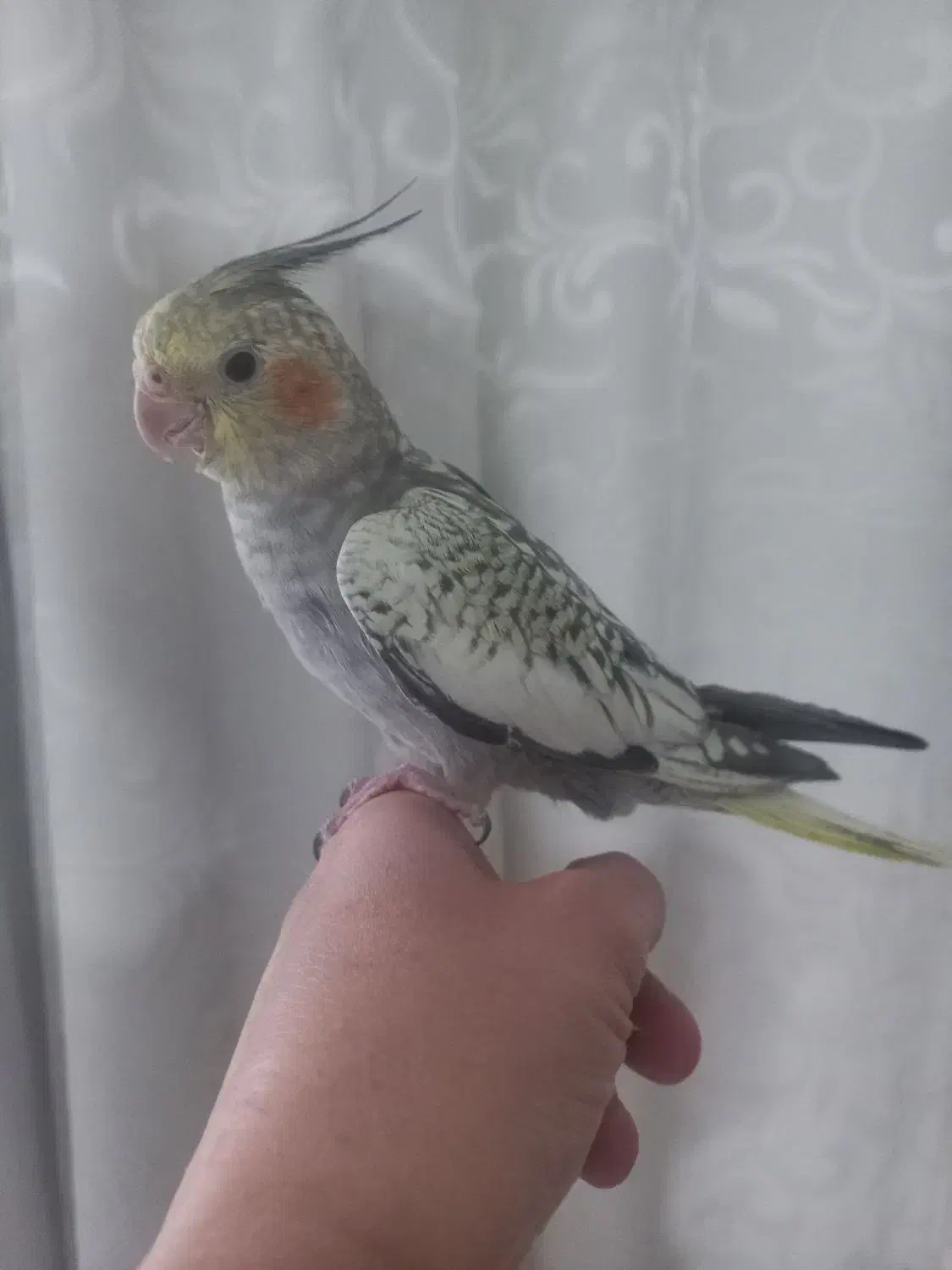 عروس هلندی|پرنده|حمیدیا, |دیوار