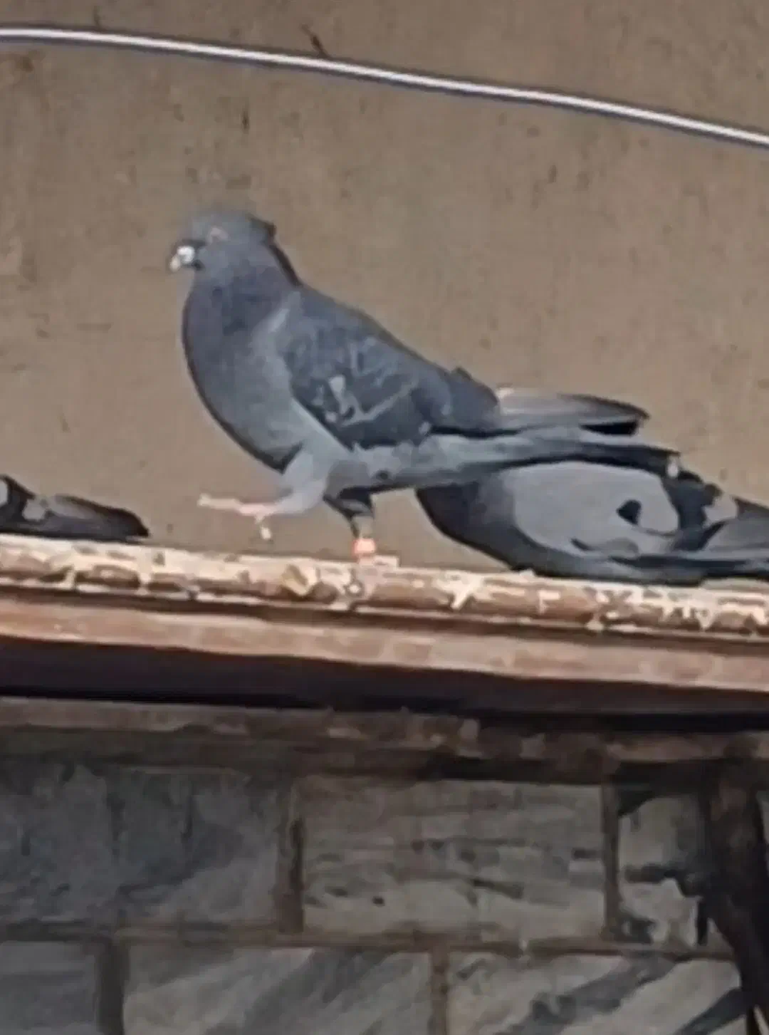 کبوتر گمشده|حیوانات|بروجرد, |دیوار