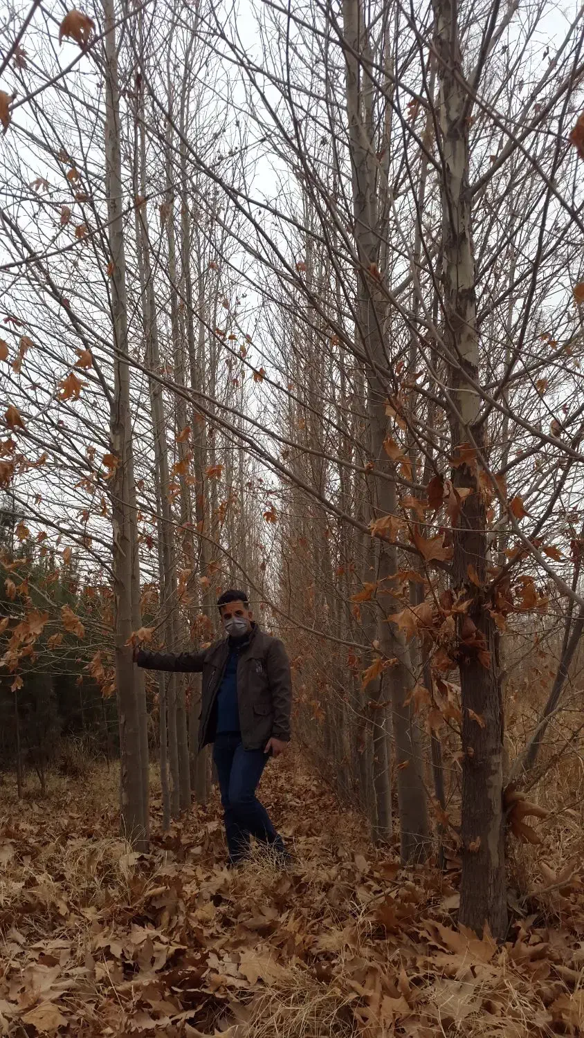 درخت چنار بن بالا ارتفاع۸ تا ۱۲ متر شاخه دار بزرگ|خدمات باغبانی و درختکاری|مشهد, فدک|دیوار