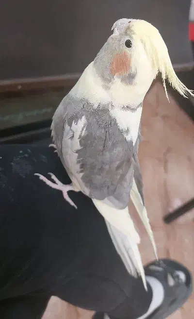 پرنده|پرنده|مرند, |دیوار