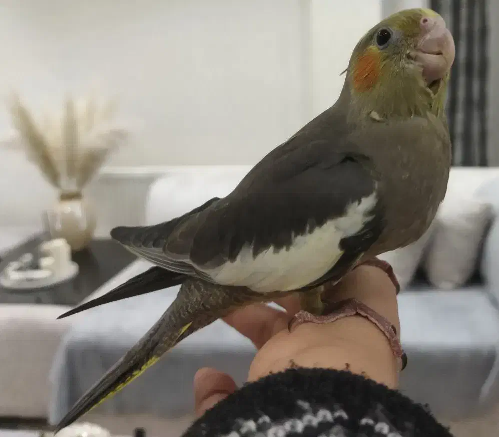 عروس هلندی یک ماهه|پرنده|شیراز, قلات|دیوار