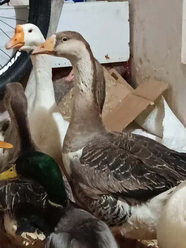 قو غاز|حیوانات مزرعه|ارومیه, |دیوار