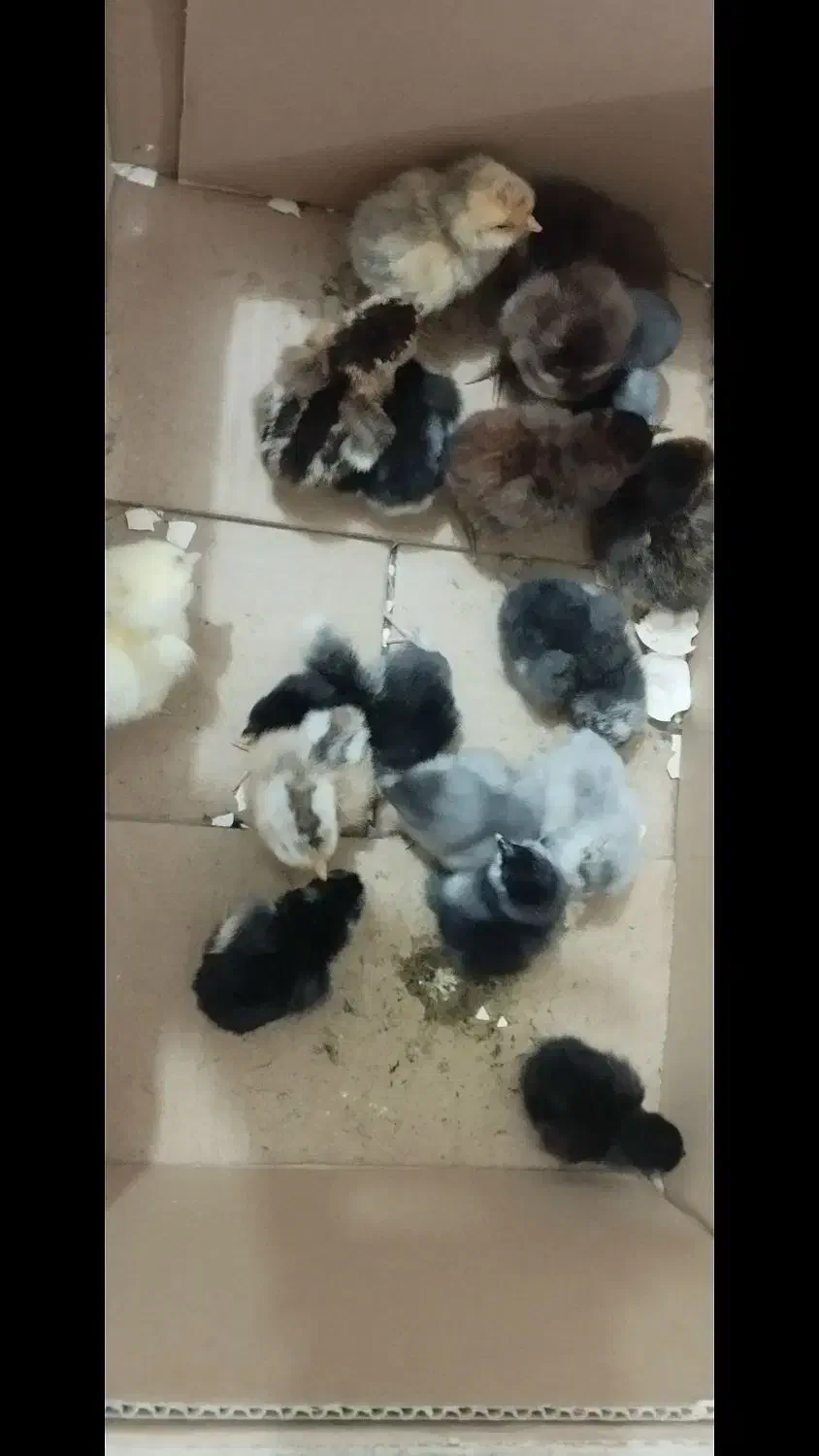 فروش مرغ و خروس جوجه کوچک|حیوانات مزرعه|گراش, |دیوار