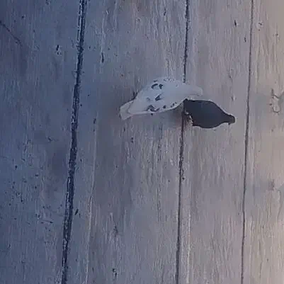 کبوتر پشت دار باخت رفته|پرنده|کرج, خرمدشت|دیوار