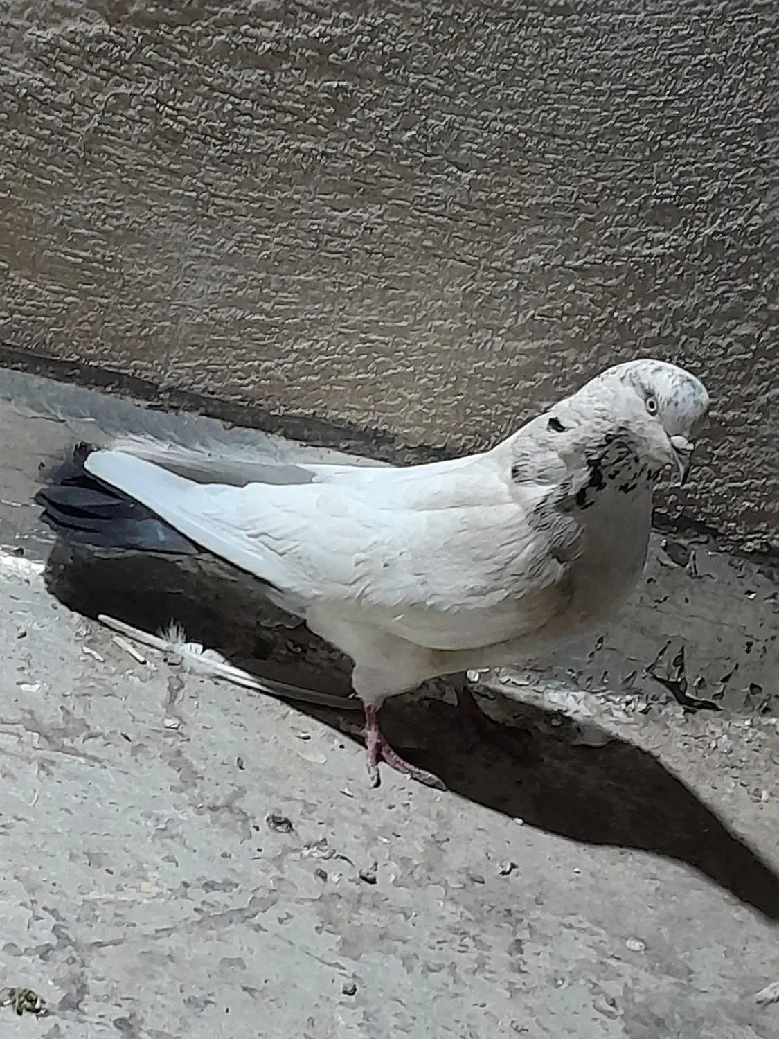 کبوتر طوقی|پرنده|شاهینشهر, شهرک گلدیس|دیوار