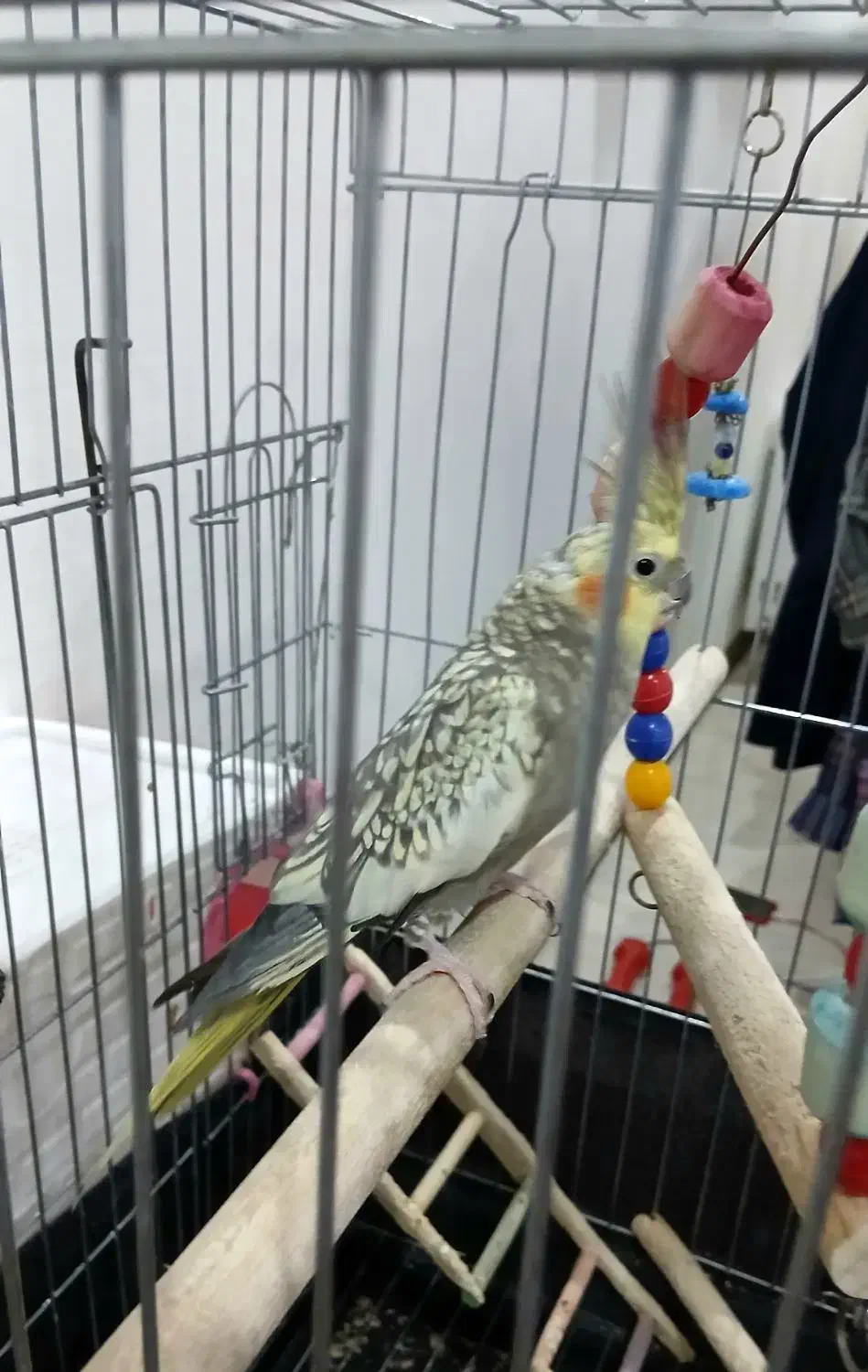 عروس هلندی جفت سخنگو|پرنده|کرج, باغستان|دیوار