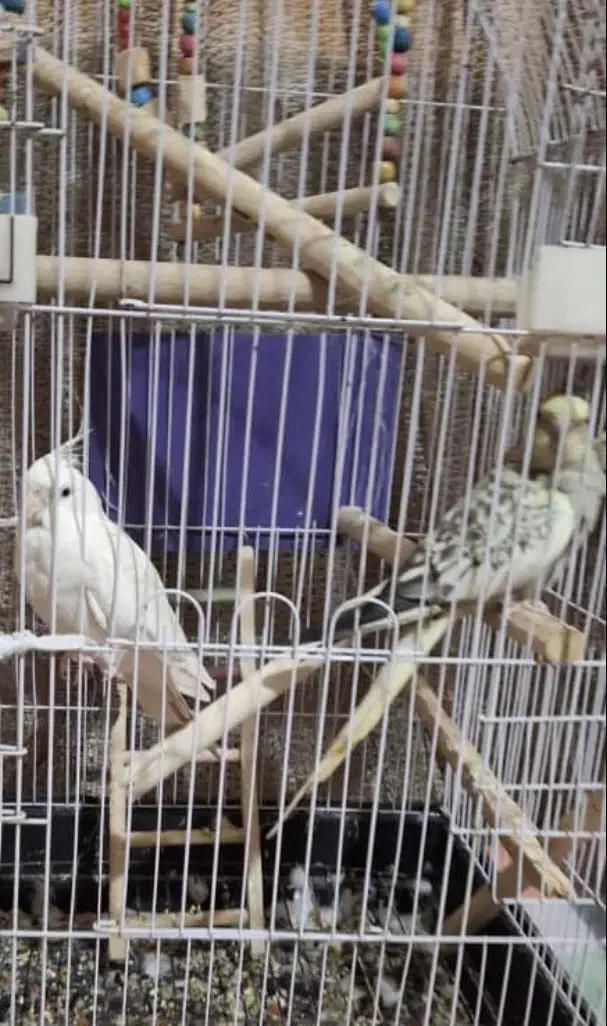 عروس هلندی آلبینو سخنگو|پرنده|کرج, فاز ۲ مهرشهر|دیوار