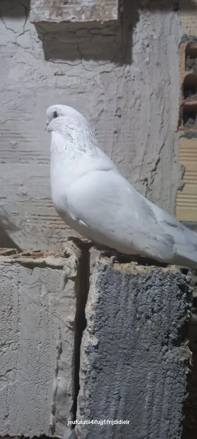 کبوتر سفید|پرنده|ارومیه, |دیوار