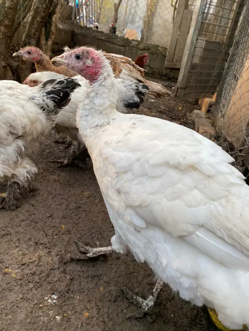 بوقلمون،برهما،مرغ و خروس محلی|حیوانات مزرعه|جلین, |دیوار