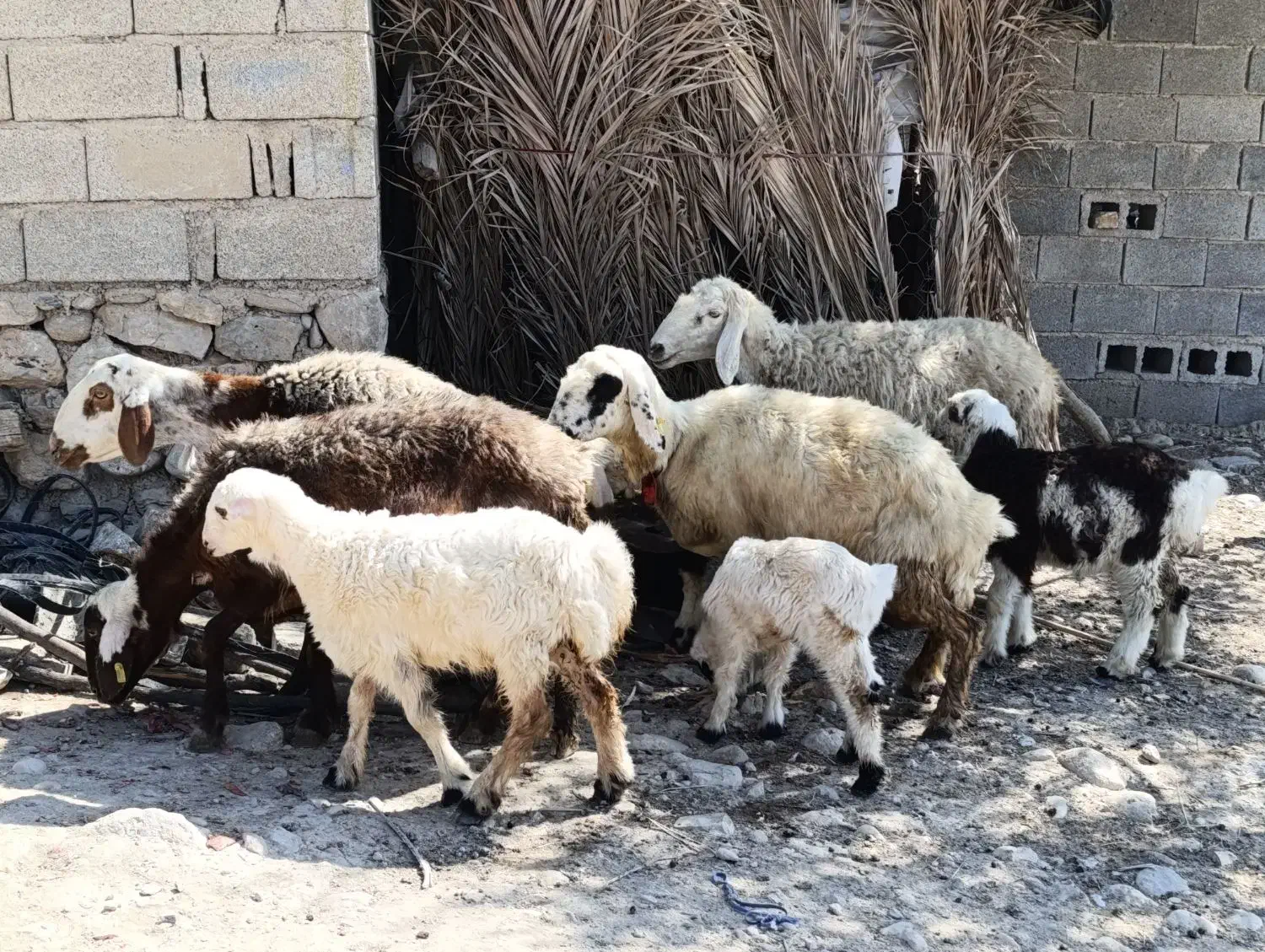 میش بره دار و آبستن|حیوانات مزرعه|جره و بالاده, |دیوار