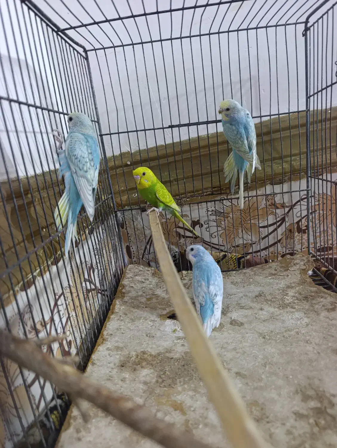 مرغ عشق رینبو اسپانگل جوان|پرنده|ایرانشهر, |دیوار