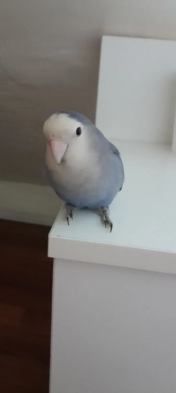 گمشده|حیوانات|تهران, مجیدیه|دیوار