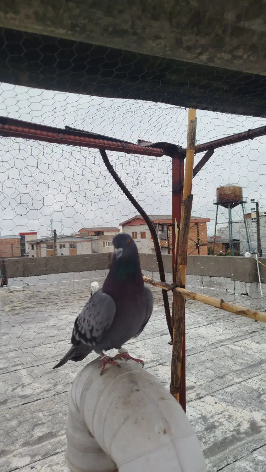 کبوتر پرشی جوجه کشی|پرنده|فاضل آباد, |دیوار