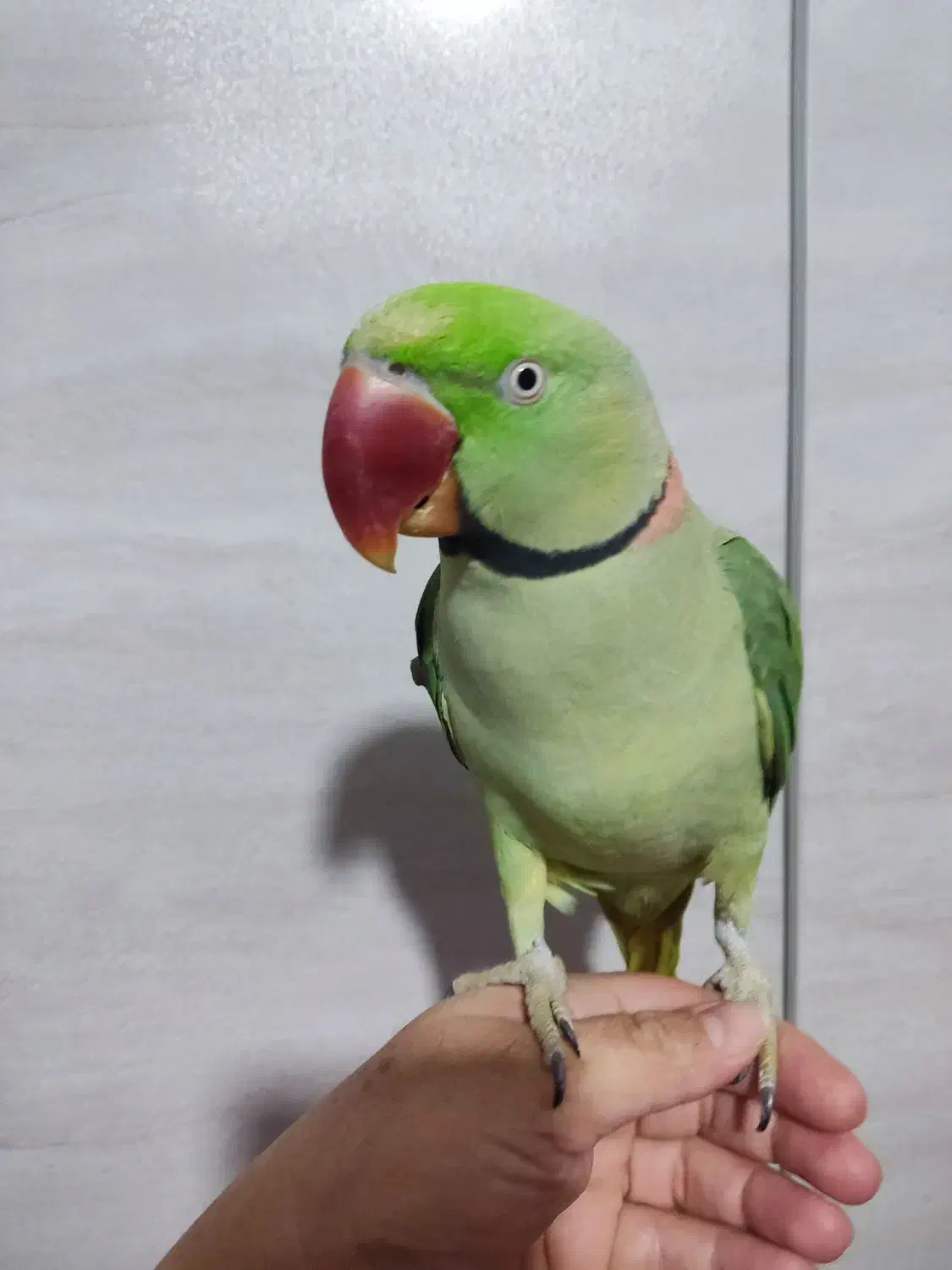 شاه طوطی|پرنده|شیراز, بید زرد|دیوار