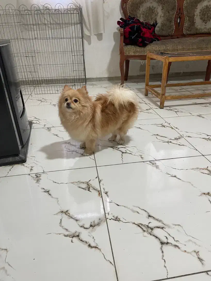 سگ پامرین|سگ|کرمانشاه, |دیوار