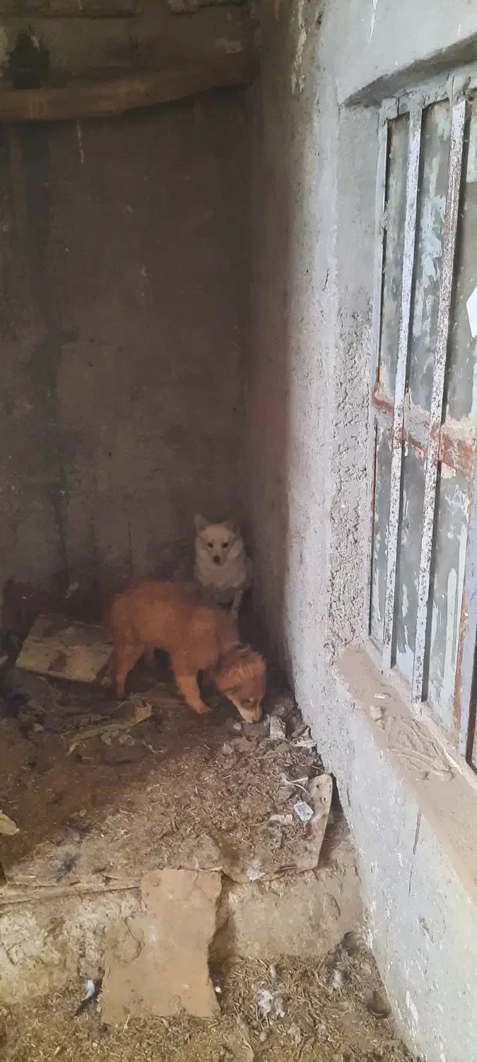 سگ پامر|سگ|گهواره, |دیوار