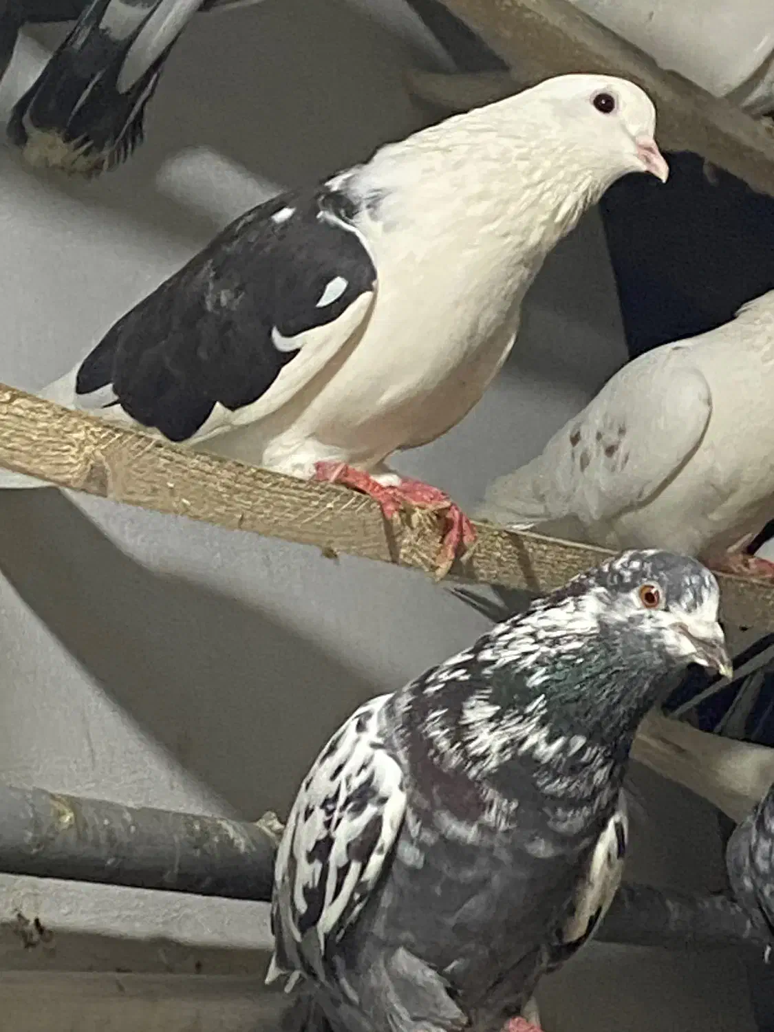 فروش فوری کفتر درجه ۱ جوجه کشی وپرش|پرنده|نوشهر, |دیوار