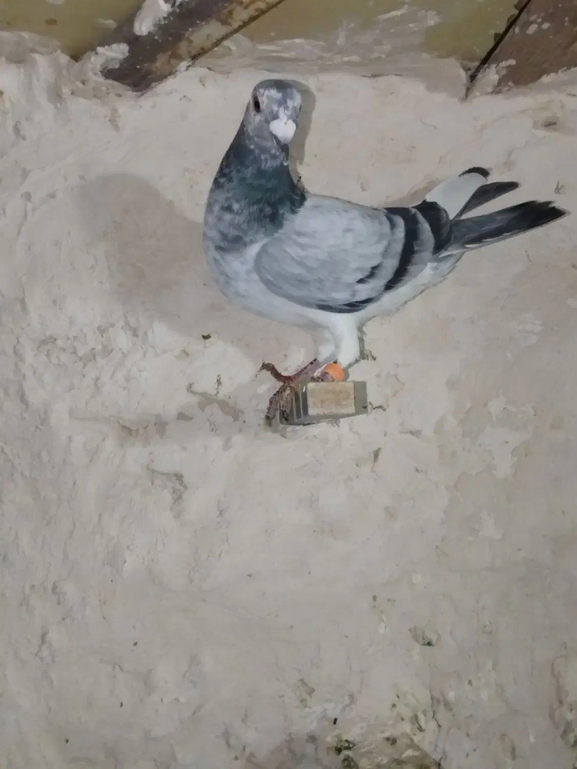 کبوتر|پرنده|مشکان, |دیوار