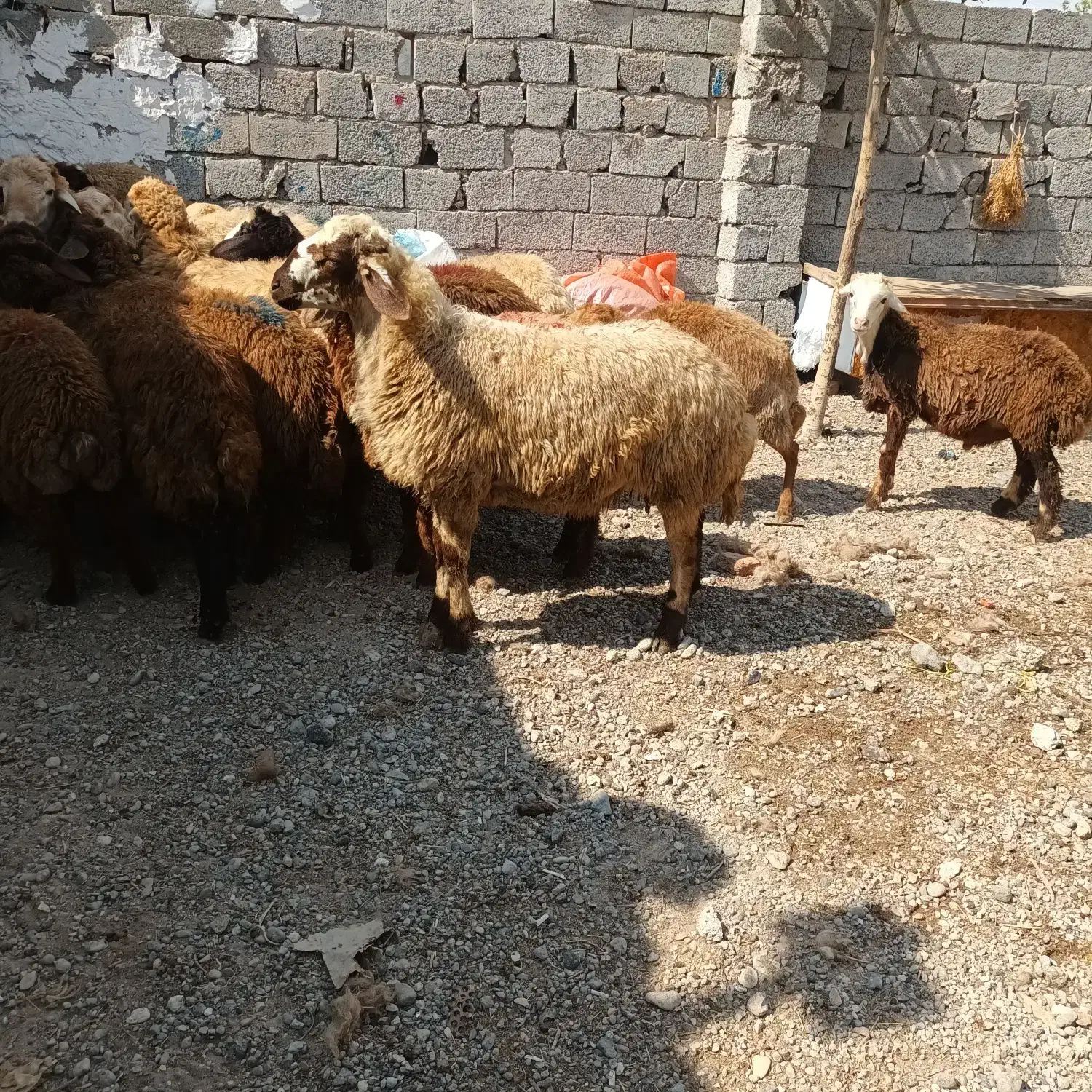 سالم و به شرط|حیوانات مزرعه|اردبیل, |دیوار