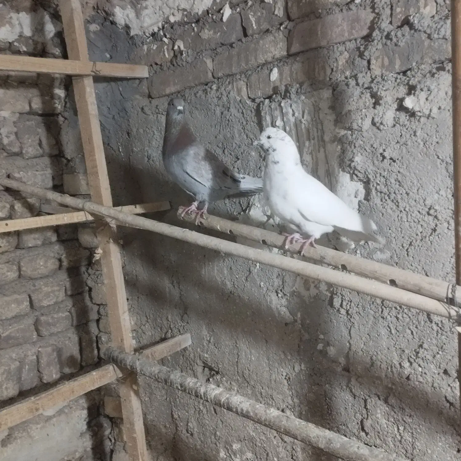 کفتر|پرنده|قرچک, زیبا شهر|دیوار