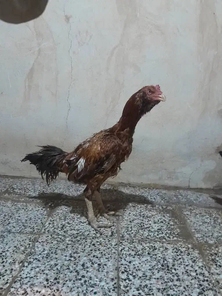 خروس لاری|حیوانات مزرعه|رامشیر, |دیوار