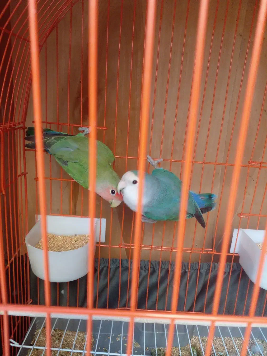 یک جفت طوطی برزیلی بازیگوش|پرنده|گلستان (تهران), |دیوار