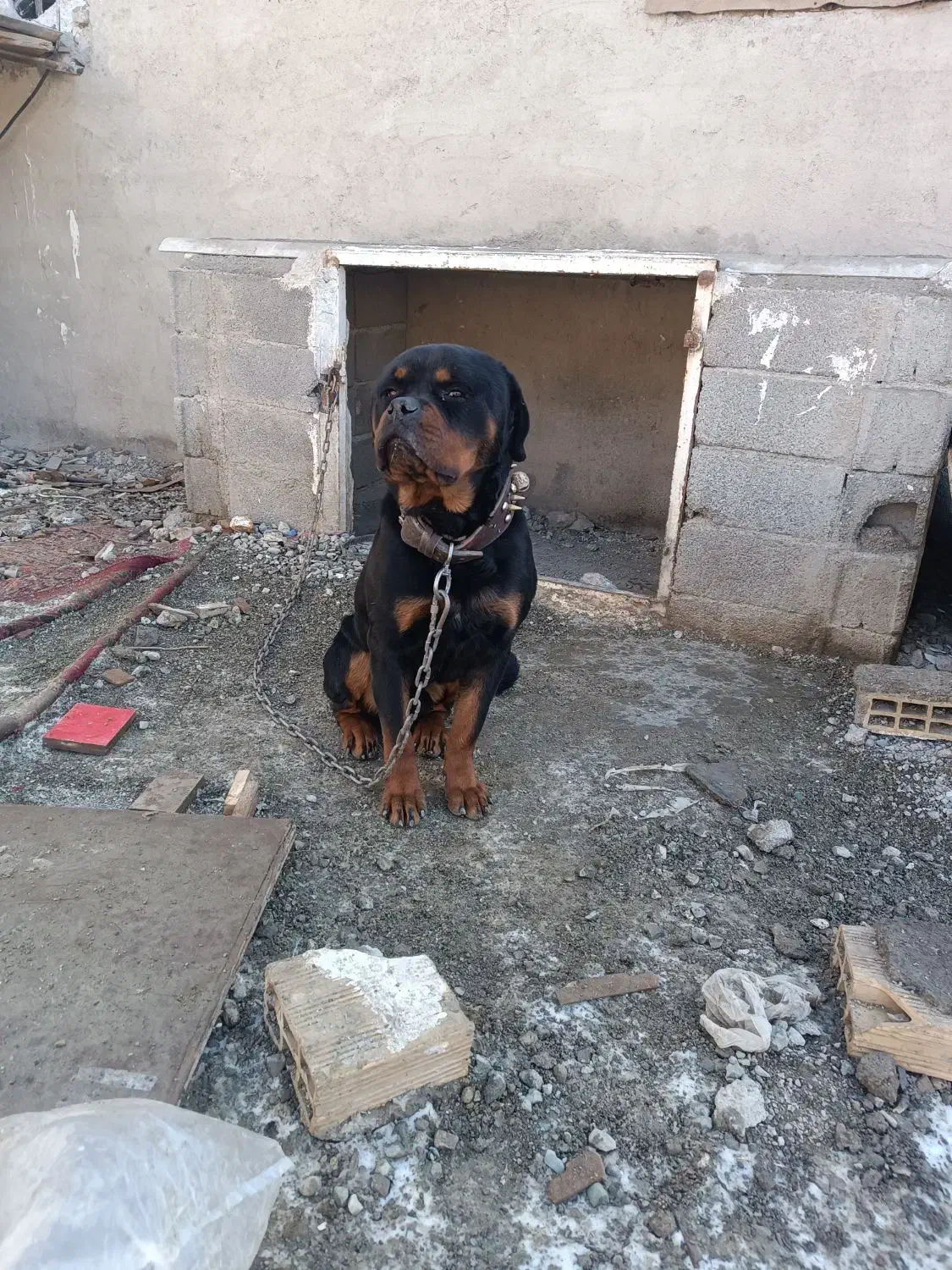 سگ روتوایلر نر|سگ|بهارستان, |دیوار