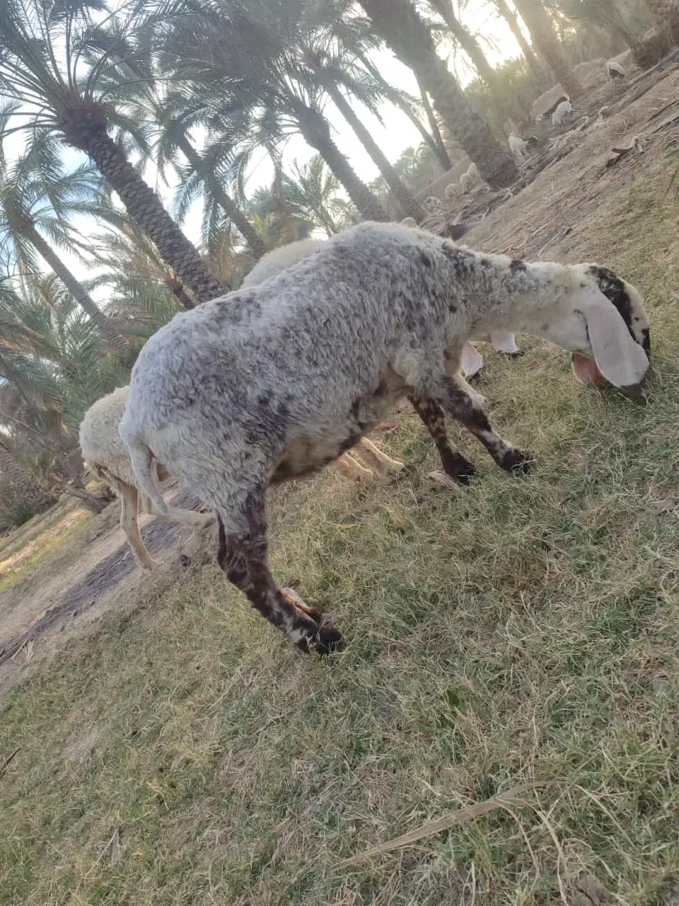 بره و میش|حیوانات مزرعه|سراوان, |دیوار