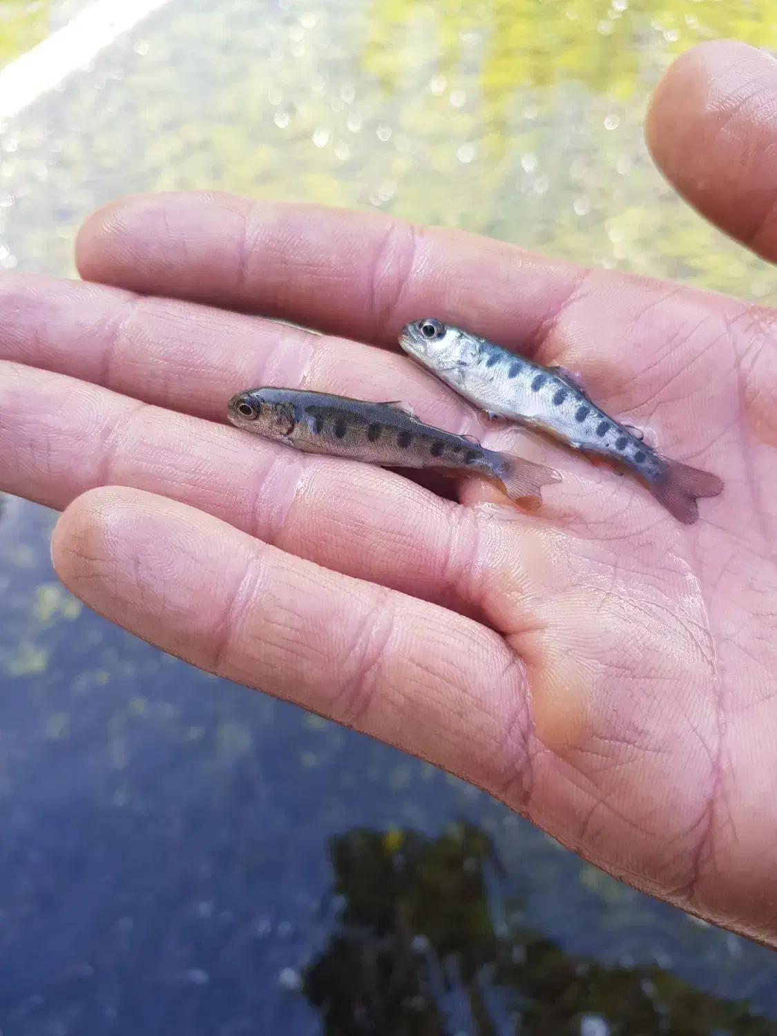 توزیع بچه ماهی قزل الا و بچه ماهی کپور کوهان دار|ماهی|زنجان, |دیوار