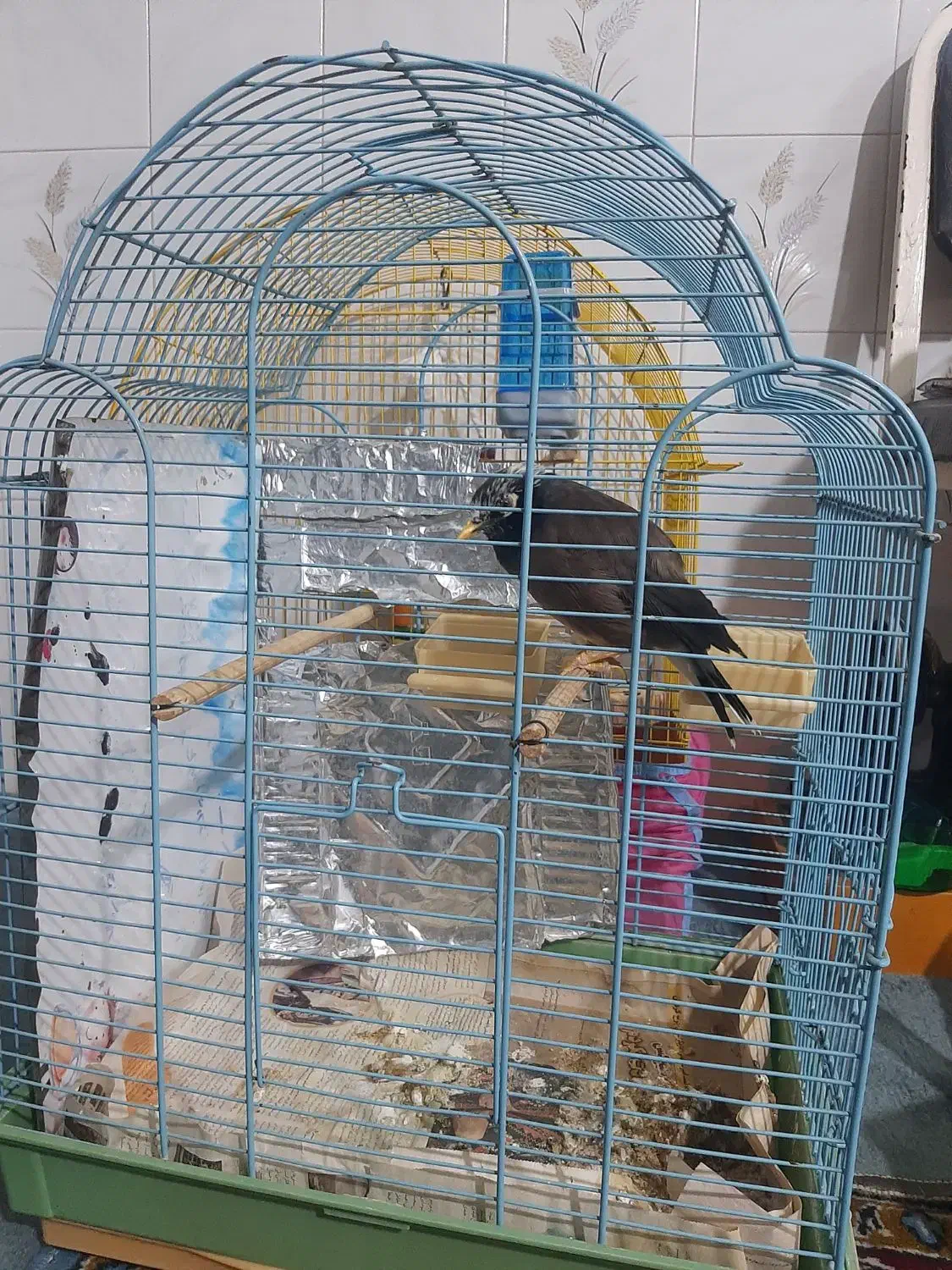 مرغ مینا سخنگو|پرنده|بسطام, |دیوار