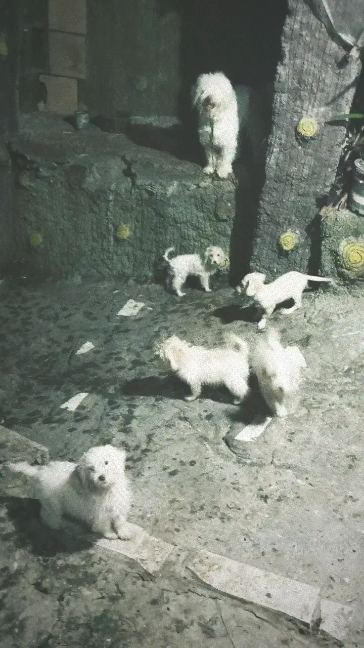 سگ شیتزو|سگ|آستانه اشرفیه, |دیوار