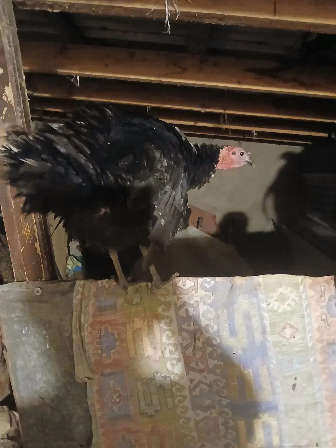 بوقلمون|حیوانات مزرعه|رضوانشهر, |دیوار