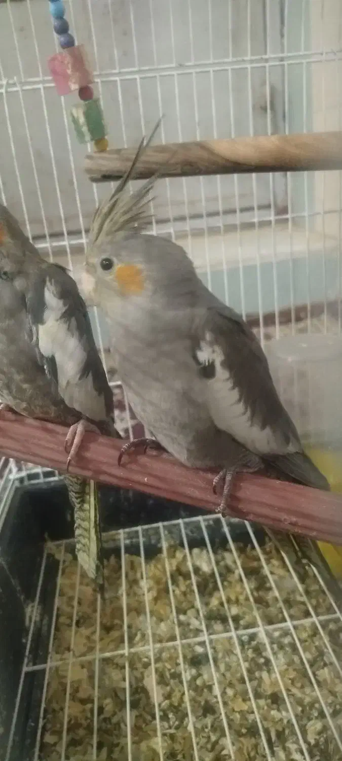 عروس هلندی دو ماهه|پرنده|زارچ, |دیوار