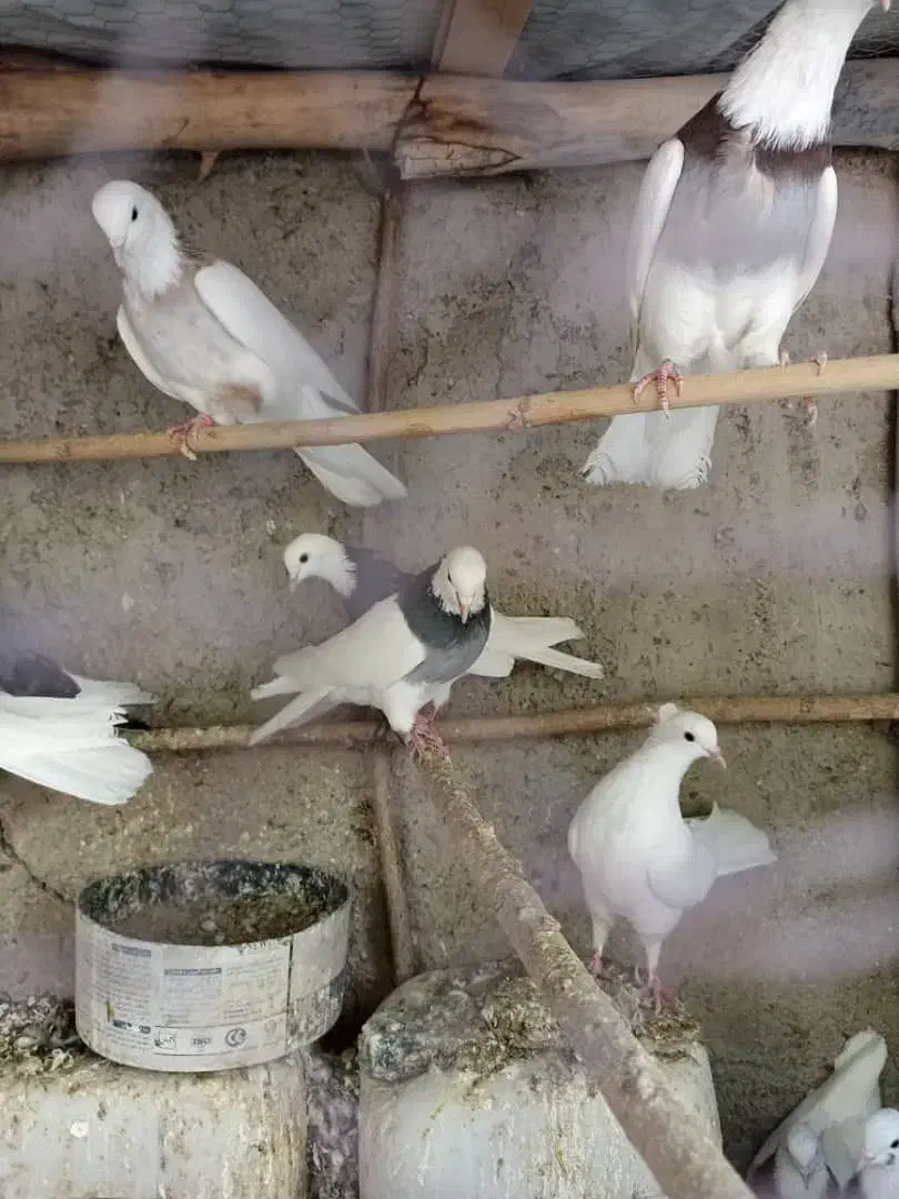 کبوتر طوقی|پرنده|بومهن, |دیوار