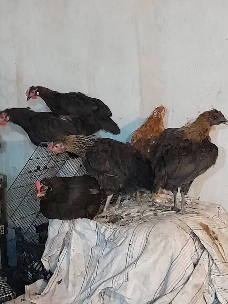 مرغ و خروس گلین|حیوانات مزرعه|شیراز, دینکان|دیوار