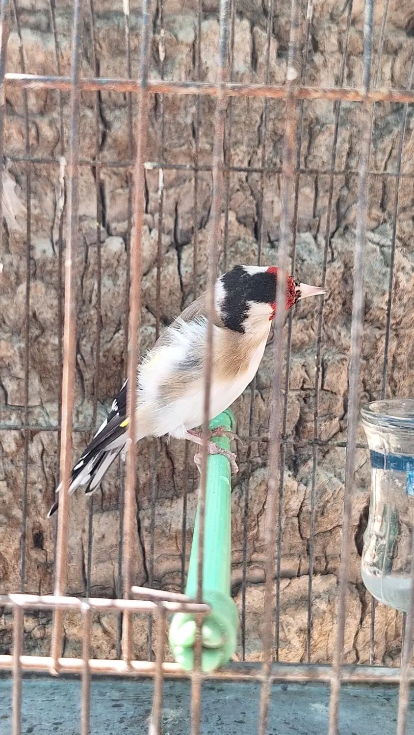 سهره|پرنده|فسا, |دیوار
