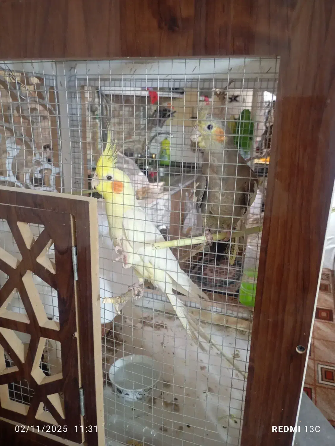 عروس هلندی|پرنده|کرمان, |دیوار