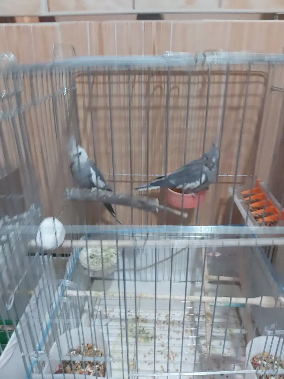 لباس عروس هلندی|لباس|زاهدان, |دیوار