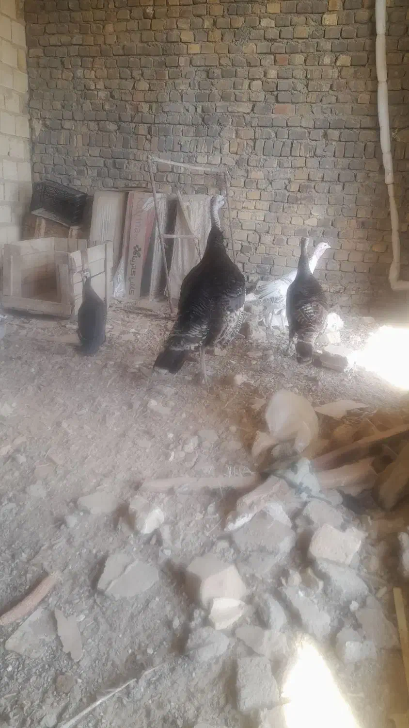 بوقلمون|حیوانات مزرعه|معصومیه, |دیوار