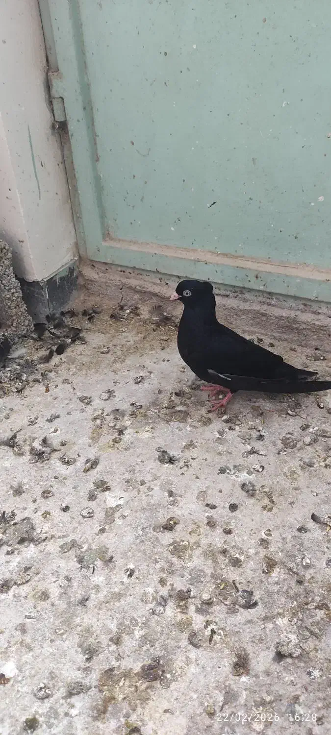 ابادان|پرنده|خرمشهر, |دیوار