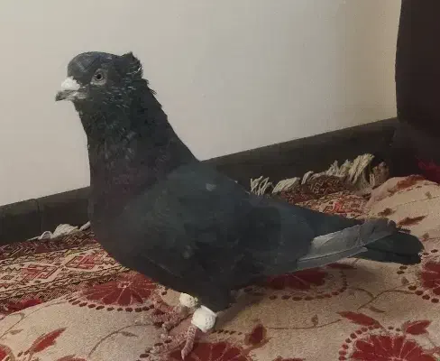 کبوتر سرور|پرنده|گلپایگان, |دیوار